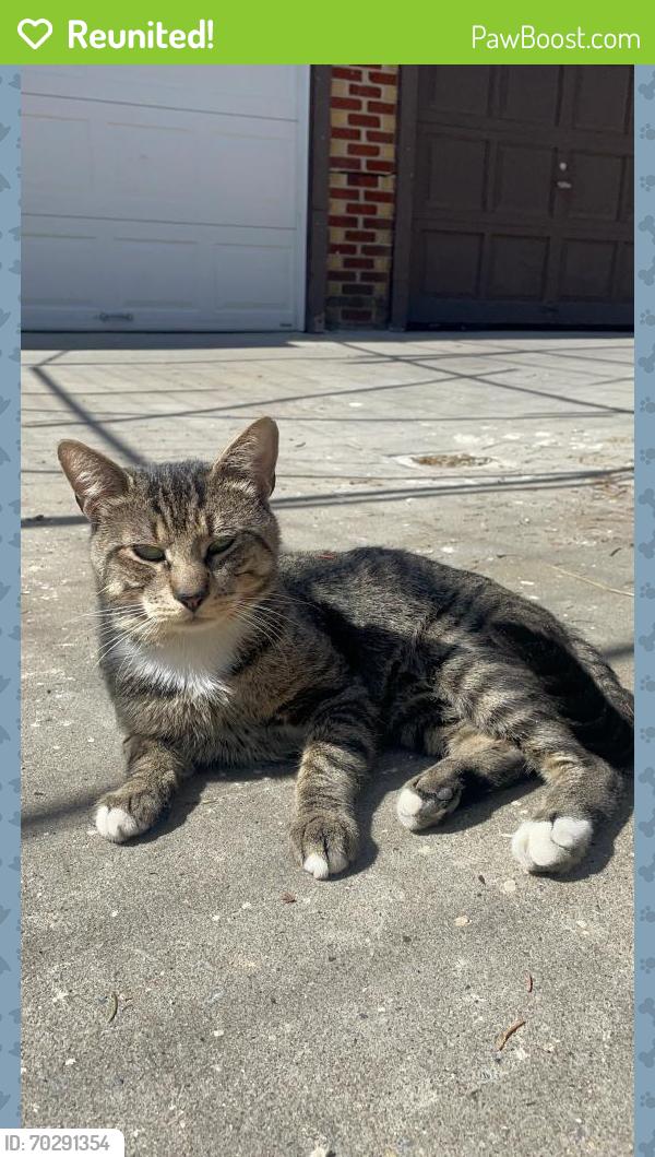 Reunited Male Cat last seen On east 5th street, between Cortelyou and Avenue C, Brooklyn, NY 11218