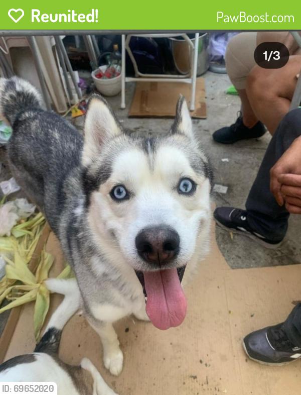 Reunited Male Dog last seen Near hwy, Adelanto, CA 92301