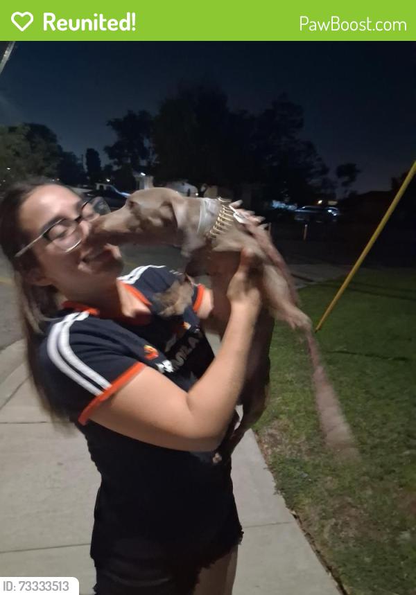 Reunited Male Dog last seen Maple and rialto ave fontana, Fontana, CA 92335