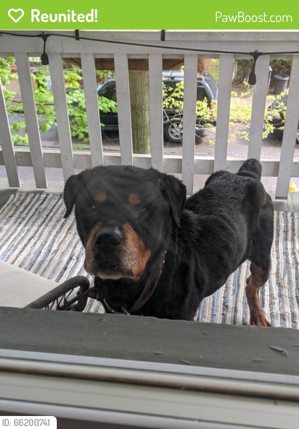 Reunited Male Dog last seen Demmer Avenue, Pittsburgh, PA 15104