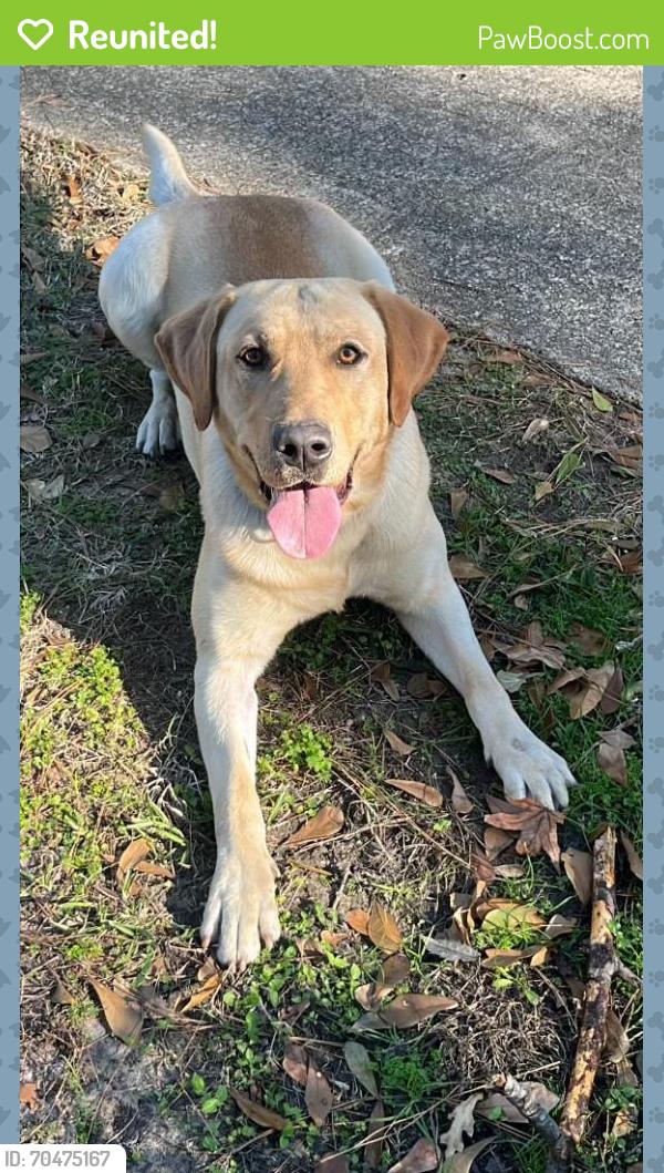 Reunited Male Dog last seen Ponders Forest, Houston, TX 77090