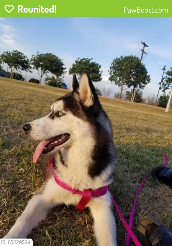 Reunited Female Dog last seen North Jacob Street, Visalia, CA, USA, Visalia, CA 93291