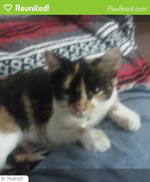 Reunited Female Cat last seen Zion Wood, Lee Byrd Rd area loganville ga, Loganville, GA 30052