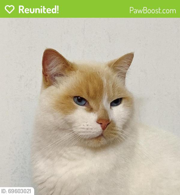 Reunited Female Cat last seen Near Irving St, San Francisco, CA 94122, USA, San Francisco, CA 94122