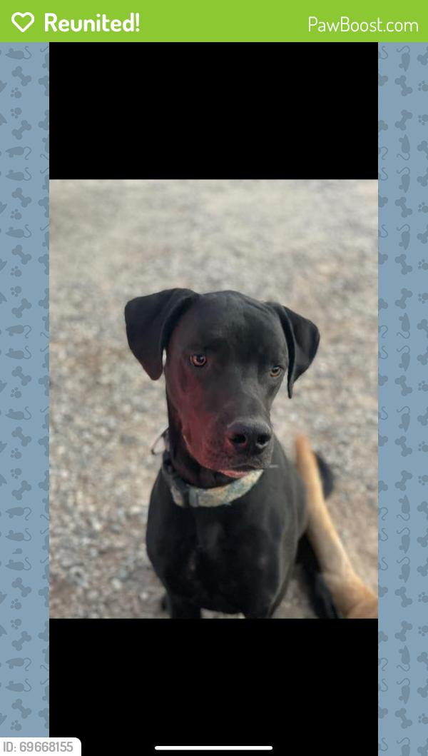 Reunited Male Dog last seen Oliveira and buckwheat, Pinon Hills, CA 92372