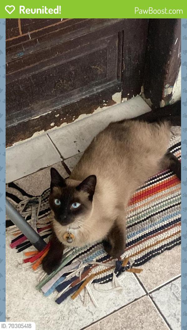 Reunited Male Cat last seen Rua blanche, rua carlotta marchisio, av yervant , Americanópolis, SP 04429-300