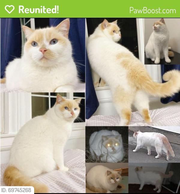 Reunited Male Cat last seen 31st Ave & Irving St, San Francisco, CA 94122, USA, San Francisco, CA 94122
