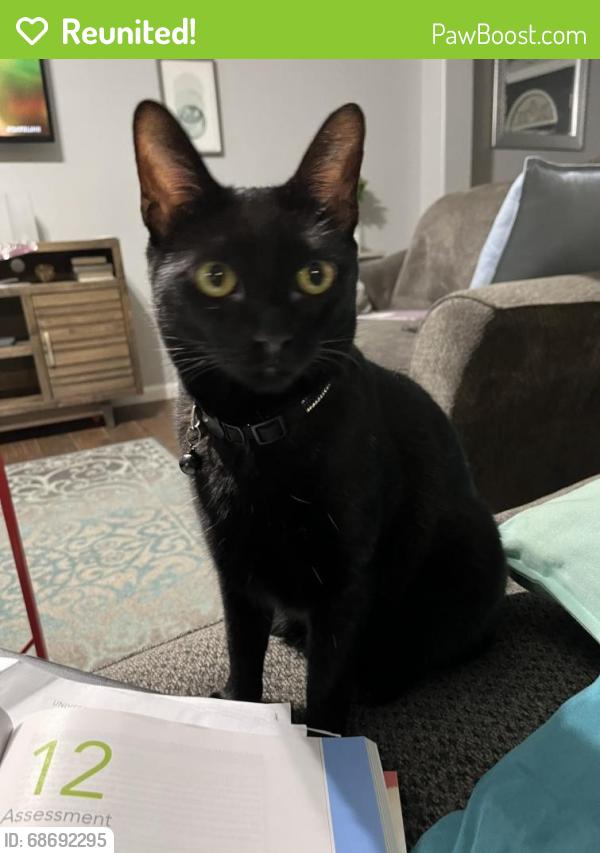 Reunited Female Cat last seen Silver Glen s on Wellington Way and Walters Rd, Houston, TX 77014