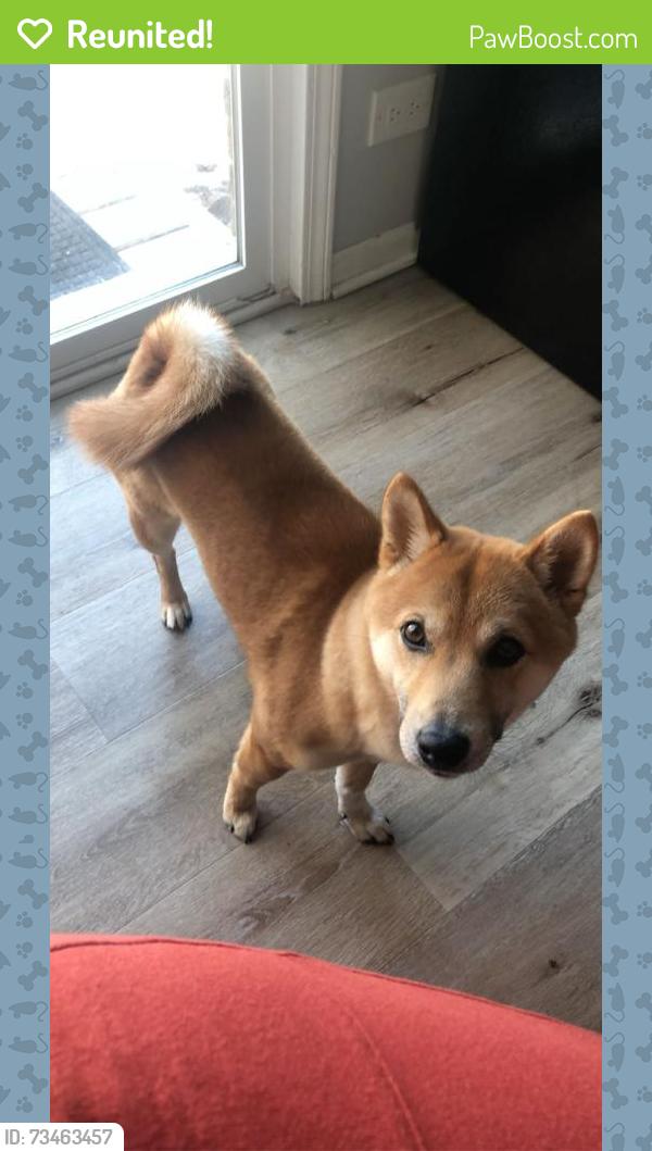 Reunited Male Dog last seen Irving park, Chicago, IL 60634