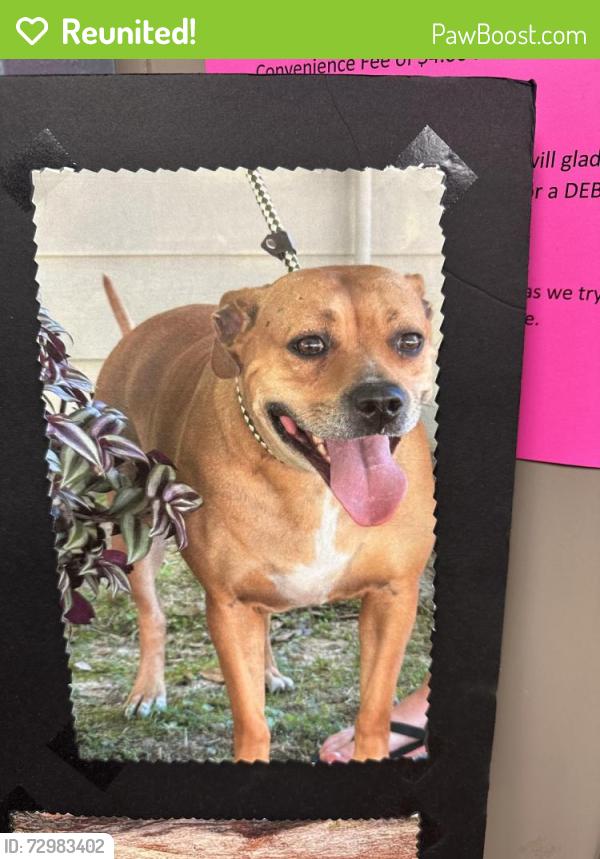 Reunited Female Dog last seen Spring Hill Rd, Walton County, FL 32433