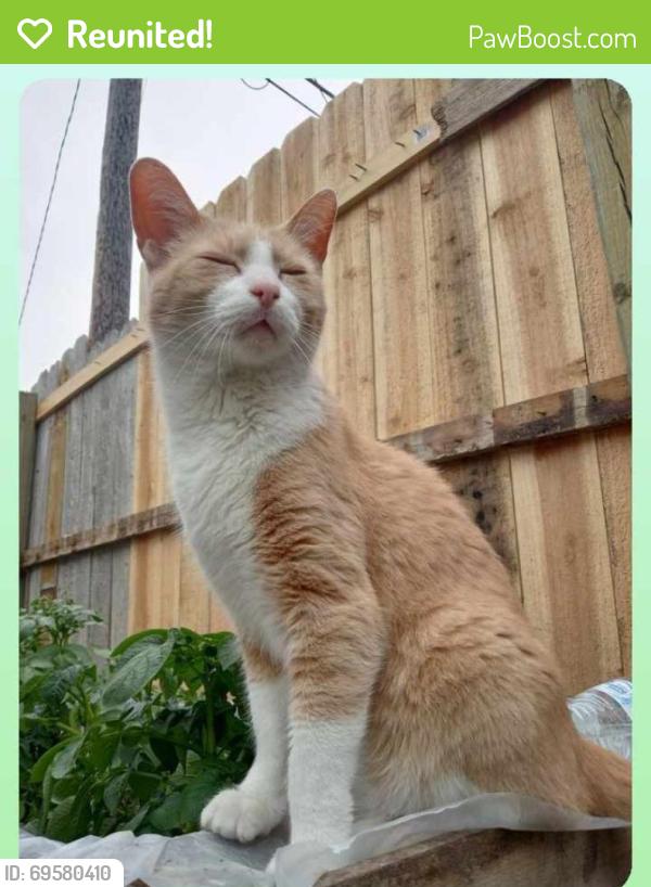 Reunited Male Cat last seen Blue water bridge, optimist park, Port Huron, MI 48060