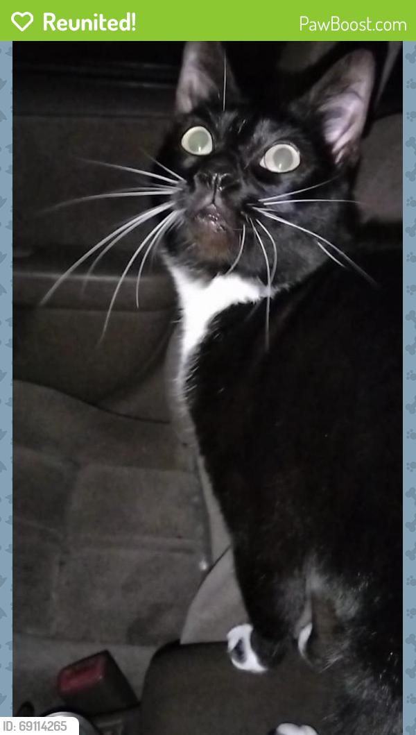 Reunited Female Cat last seen PETCO, On Western Ave and Crestwood Ave, Los Angeles, CA 90732
