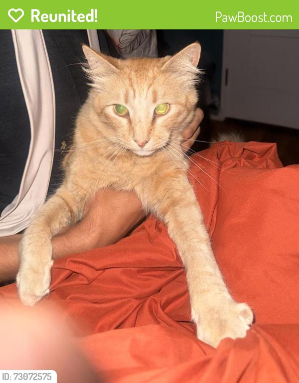 Reunited Male Cat last seen Warren st and prospect terr, Hayward, CA 94541