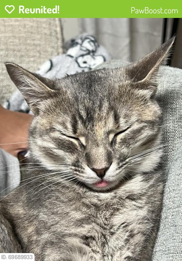 Reunited Female Cat last seen Futbol Ct & Captain Dr in newpost, New Post, VA 22408