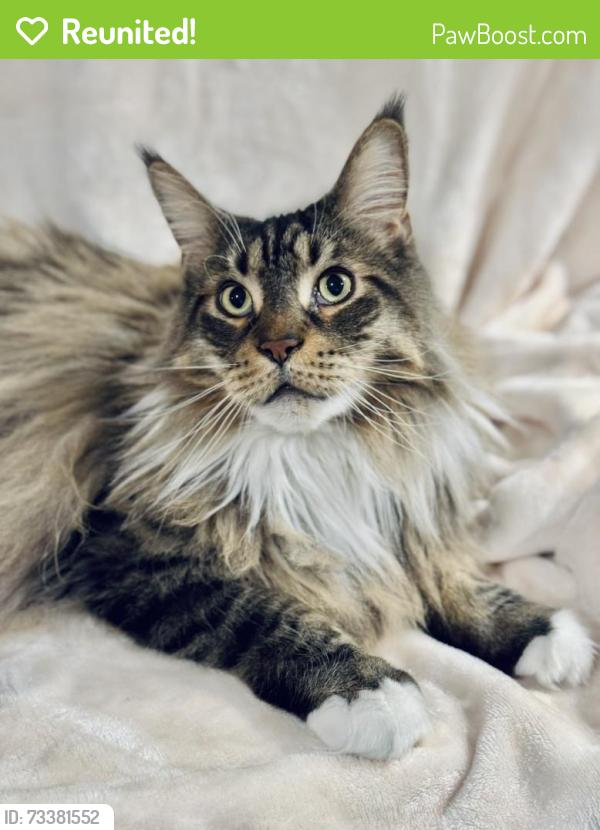 Reunited Male Cat last seen Essex and Montclair Avenues, Montclair, NJ 07042