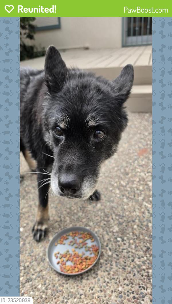 Reunited Unknown Dog last seen E McKinley and Gibbs, Pomona, CA 91767