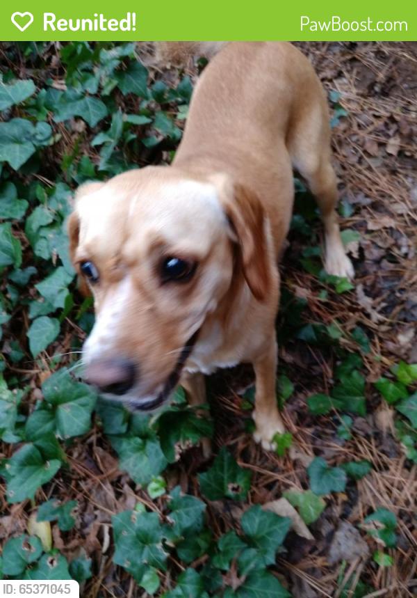 Reunited Female Dog last seen Near N Druid Hills Rd & Moorestown Cir, Decatur, GA 30033