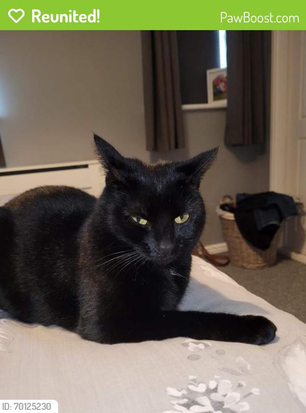 Reunited Female Cat last seen Near the street, Cheshire West and Chester, England CW7 2LJ