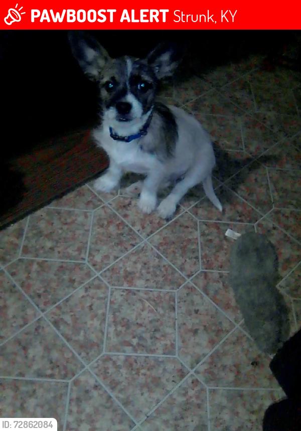 Lost Male Dog last seen Near Osborn Creek Rd, Strunk, KY 42649, USA, Strunk, KY 42649