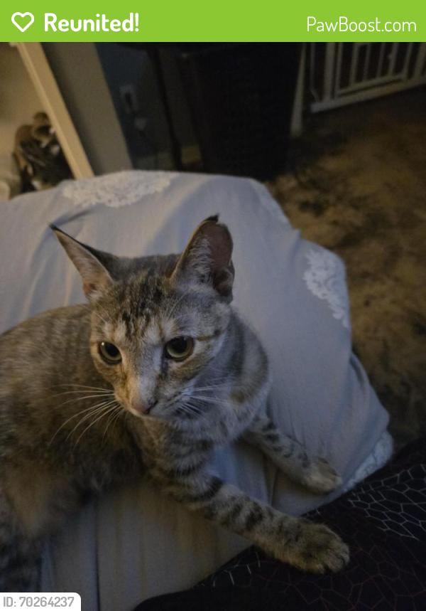 Reunited Female Cat last seen Hercules, Stuart Kenos church, Denton, TX 76209