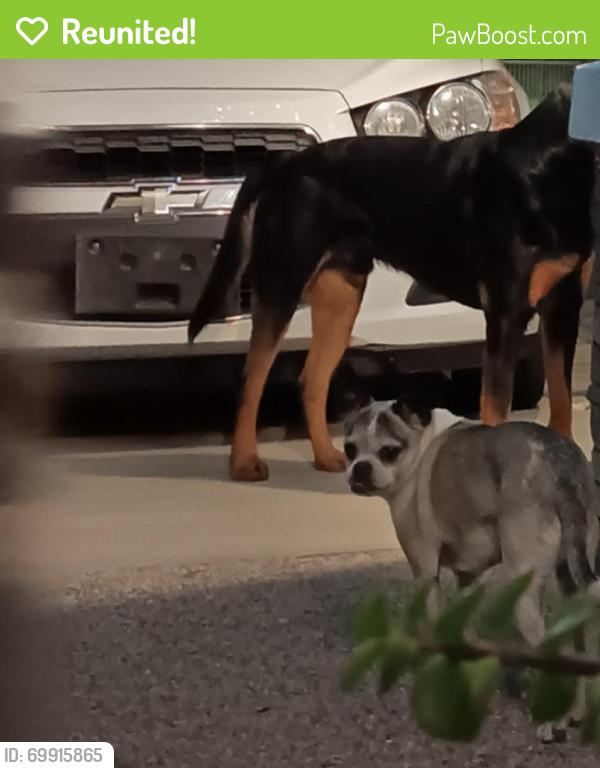 Reunited Unknown Dog last seen At the desert garden park, Glendale, AZ 85303