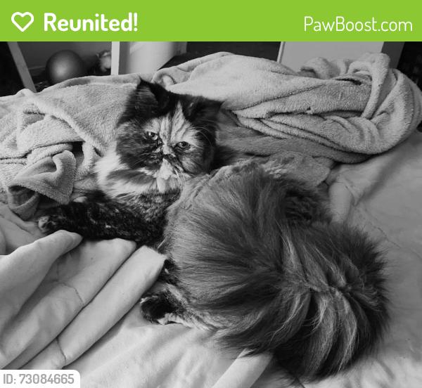 Reunited Female Cat last seen Leybourne Drive and Davidson Road, Hilliard, OH 43026