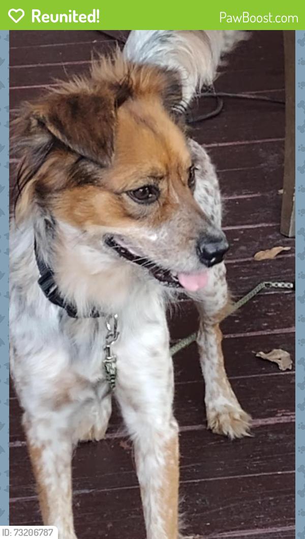 Reunited Female Dog last seen 123rd st, North Miami, FL 33161