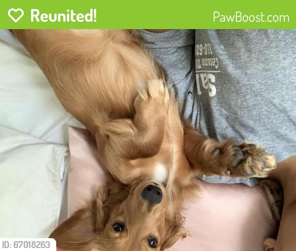 Reunited Male Dog last seen Babcock area , San Antonio, TX 78201