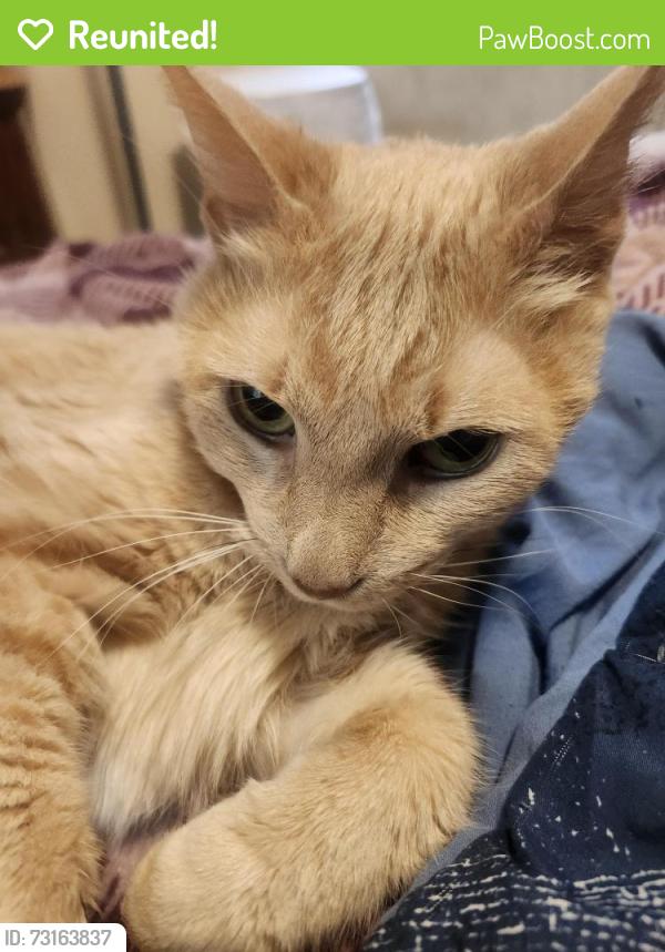 Reunited Male Cat last seen 248th and 68th, Salem Lakes, WI 53168
