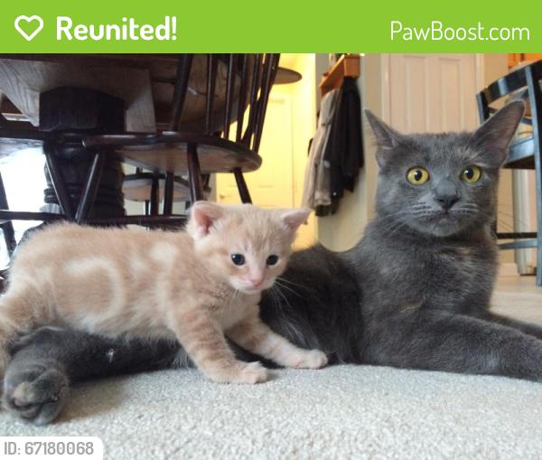 Reunited Female Cat last seen Cinema and Castlerock (Paramount Estates), Grand Rapids, MI 49525