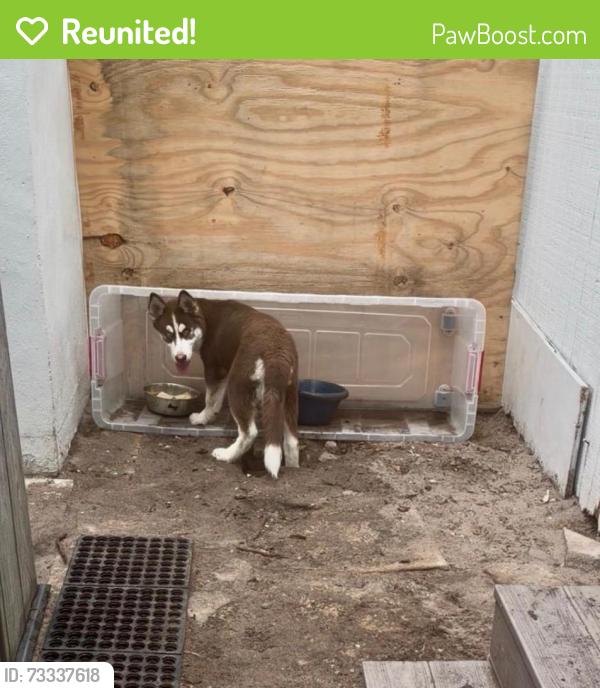 Reunited Male Dog last seen At the hse, West Palm Beach, FL 33407