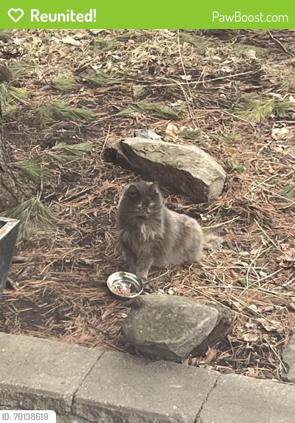 Reunited Unknown Cat last seen Near Royal Vale School, Hampstead, QC H3X