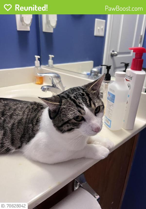 Reunited Male Cat last seen Merryweather Rd, Greensboro, NC 27407