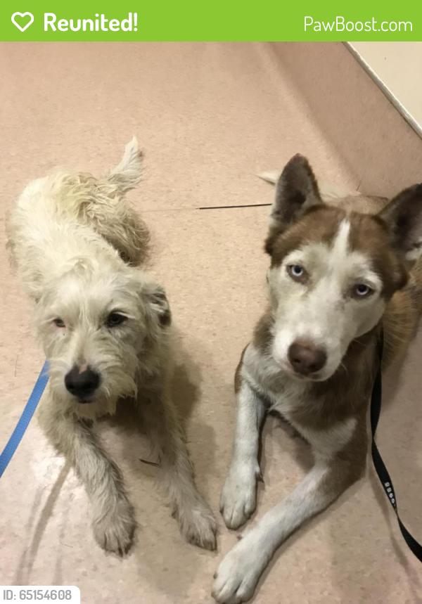 Reunited Male Dog last seen Near Fruitvale Ave & Thienes Ave, Los Angeles County, CA 91733