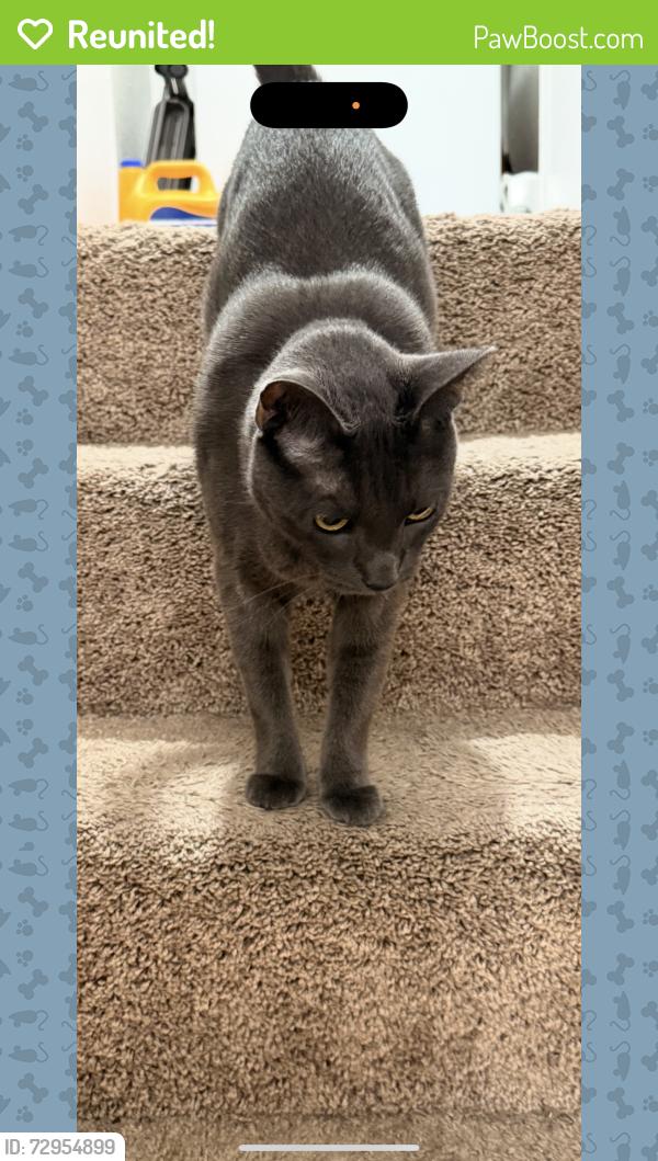 Reunited Male Cat last seen Across the oaks , Los Angeles, CA 91601