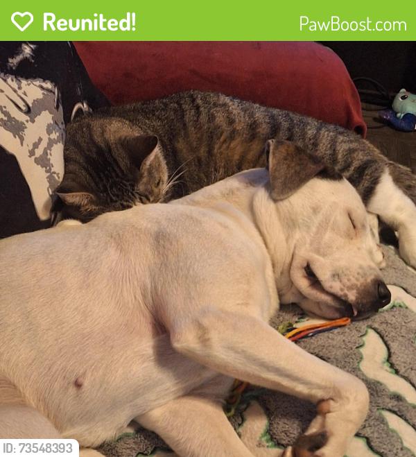 Reunited Female Dog last seen Mattis ave & bloomington rd, Champaign, IL 61821