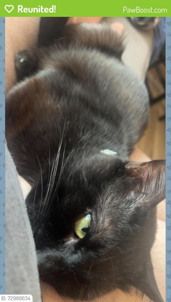 Reunited Male Cat last seen Halsey and 131st next to the church-school, Portland, OR 97230