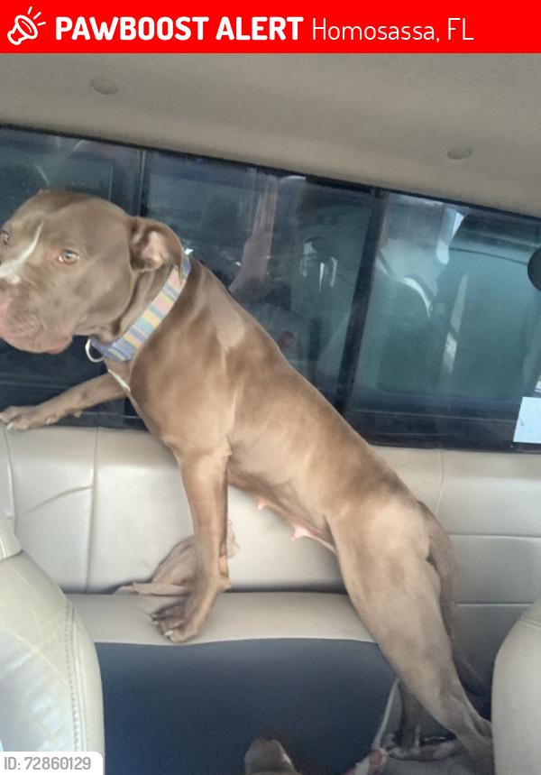 Lost Female Dog last seen Near S Chestnut Hill Point, Homosassa, FL 34446, USA, Homosassa, FL 34446