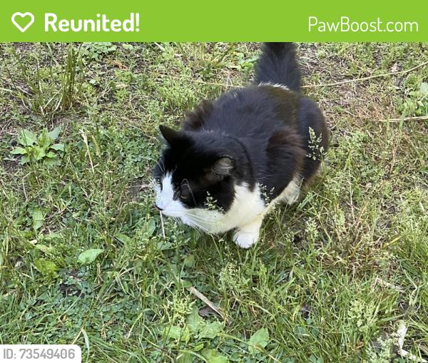 Reunited Male Cat last seen Cattell Road and Tanyard Rd, Wenonah, NJ 08090