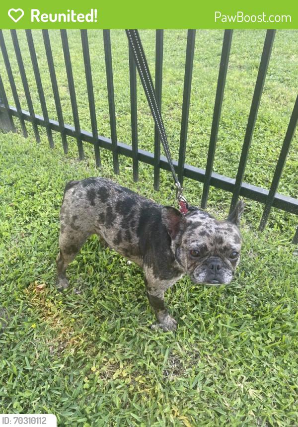 Reunited Female Dog last seen Drifting Winds Dr, Houston, TX 77044, USA, Houston, TX 77044