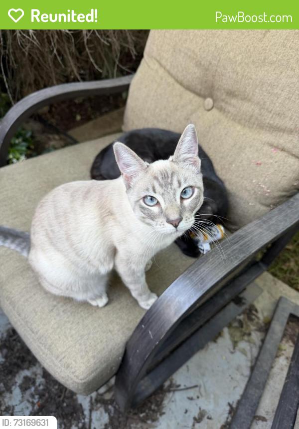 Reunited Female Cat last seen Colonial Village, Sacramento, CA 95820