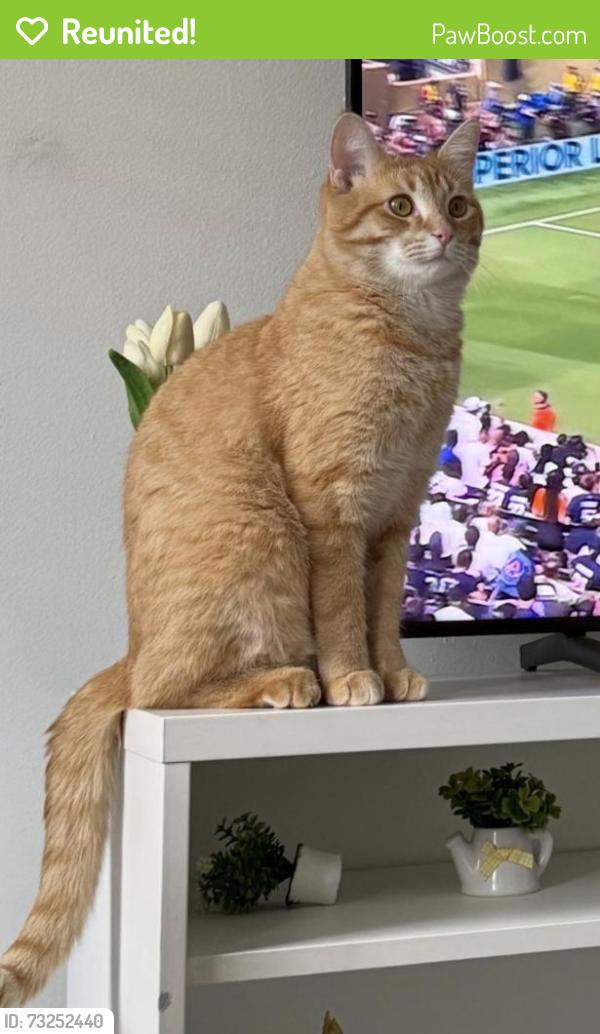Reunited Male Cat last seen Midcounty Highway, Montgomery Village, MD 20886