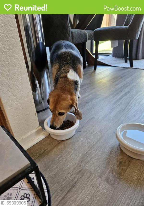 Reunited Female Dog last seen Monticello st, Laguna Niguel, CA 92677