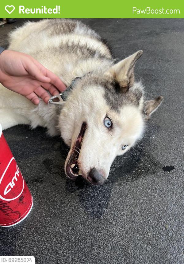 Reunited Male Dog last seen North Main Street, High Point, NC 27265