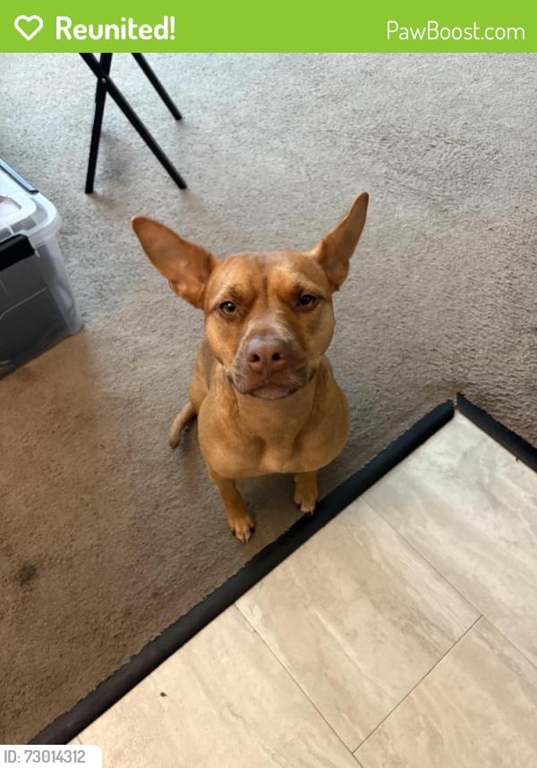 Reunited Female Dog last seen Lincoln Ave, Glenside, PA 19038