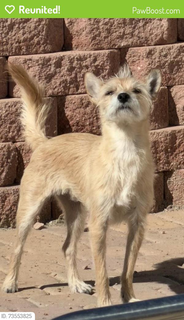 Reunited Male Dog last seen Fig St near West Cliff/Tenya/Pirate Cove, Fig Ct,  89145