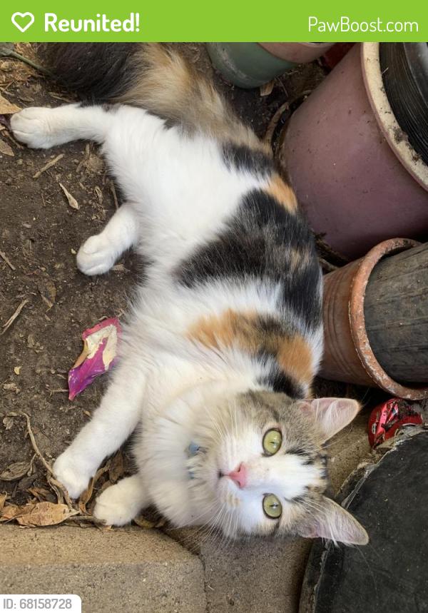 Reunited Female Cat last seen Orange olive and Lincoln by Saint Paul’s Lutheran school, Orange, CA 92865