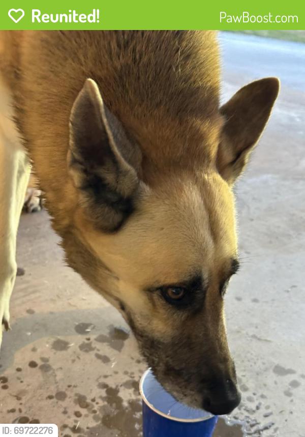 Reunited Female Dog last seen Near peighton dr cleburne tx 76033, Cleburne, TX 76033