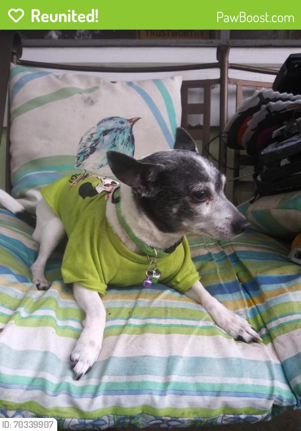 Reunited Female Dog last seen Cricket Lake Village and 44, Eustis, FL 32726