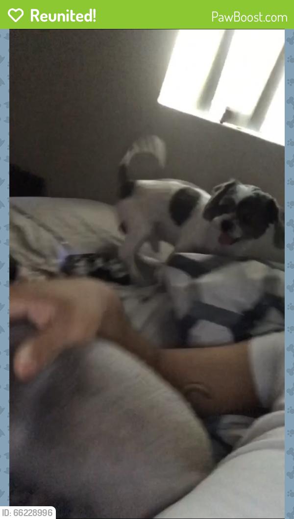 Reunited Male Dog last seen Near W Golden Ln, Chandler, AZ 85226, USA, Chandler, AZ 85226